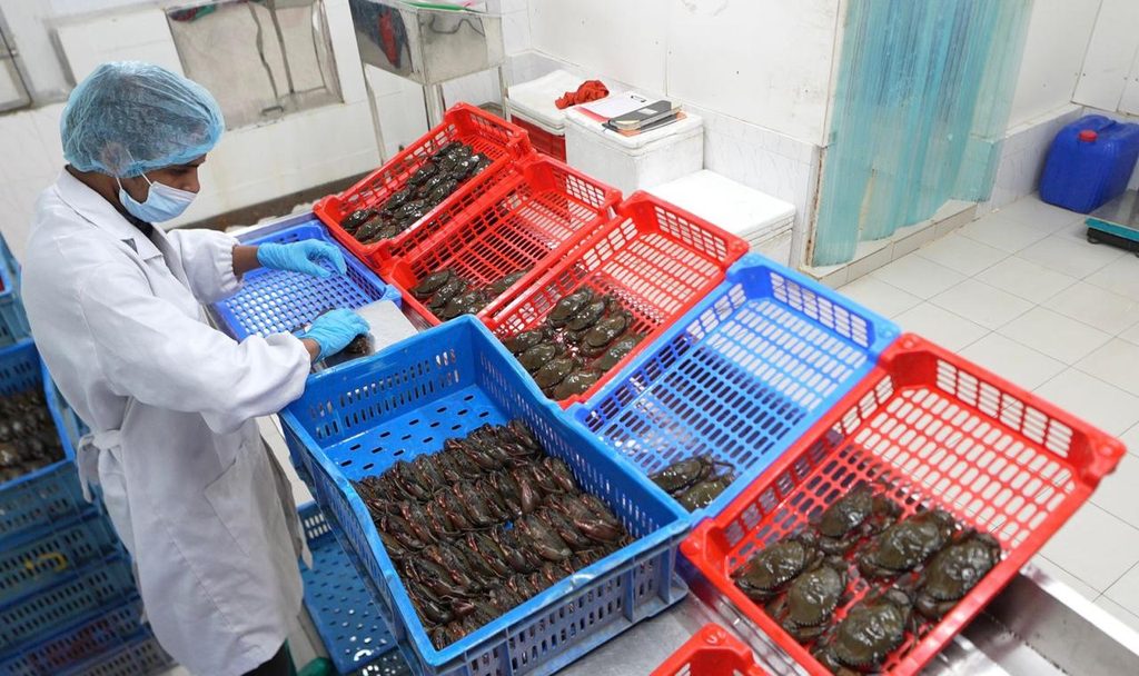 Export-grade mud crabs sorted and handled in red crates for packing