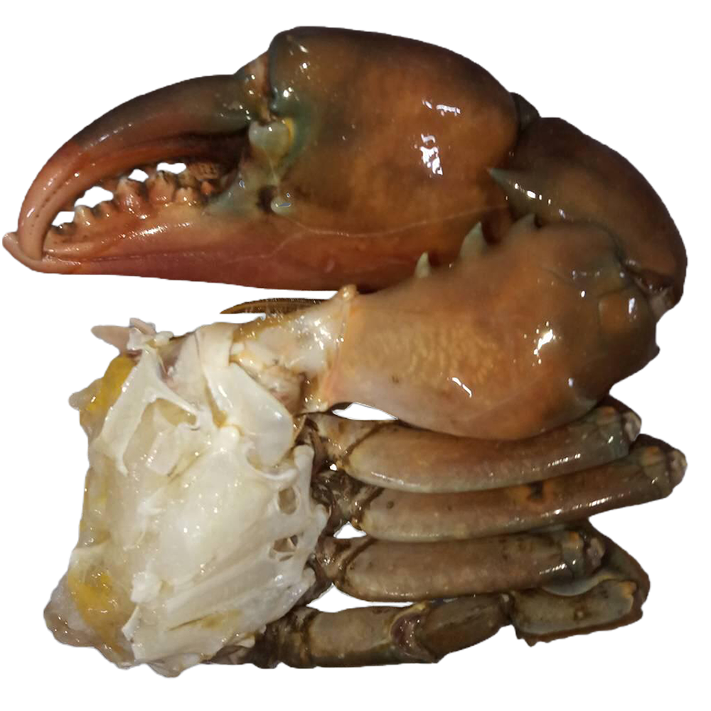 Half-cut frozen Hard-shell mud crab available for sell