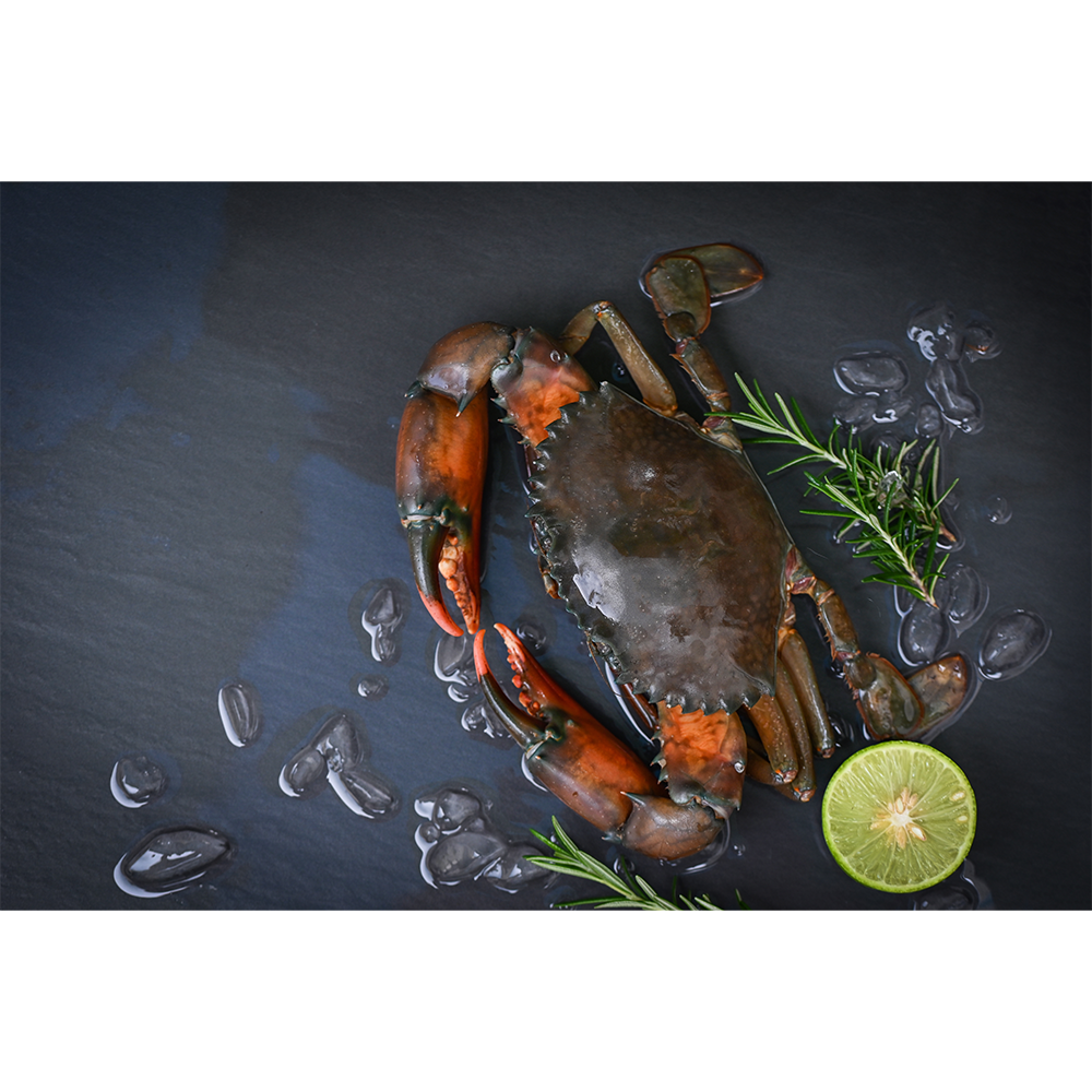 Hard-shell mud crab available for sell